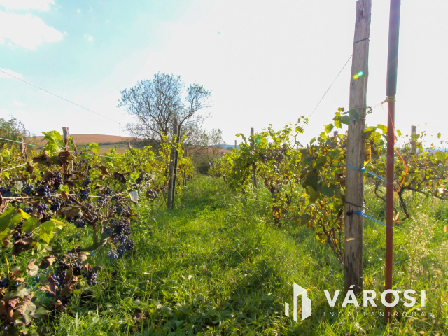 Belterületi nagyméretű telek présházzal és szőlővel Únyon