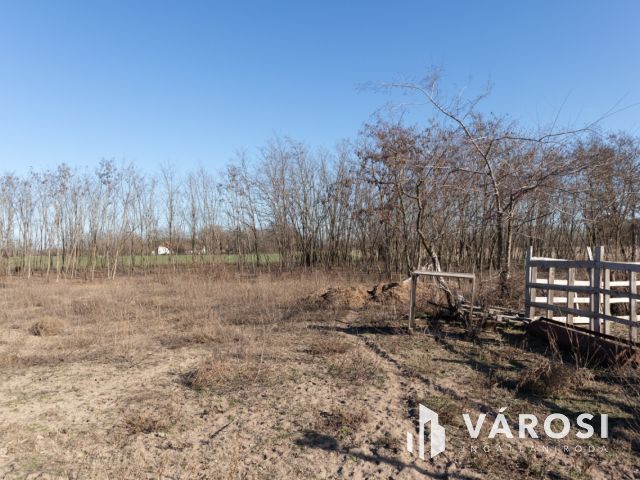 Lovastanya erdővel a szélén